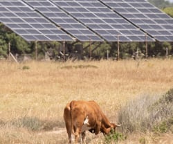 vache-ferme-panneaux-solaires-champ-agrivoltaisme-elevage