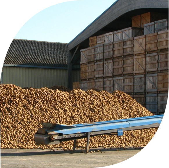 FormeFeuille-pomme-de-terre-1